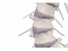 Vertebral Column With Pelvis With Stand