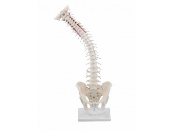 Vertebral Column With Pelvis With Stand