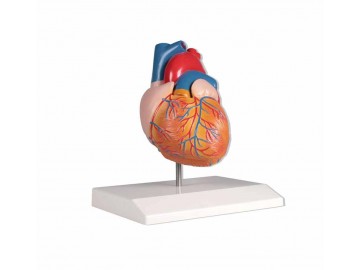 Heart Model Life Size 2-parts